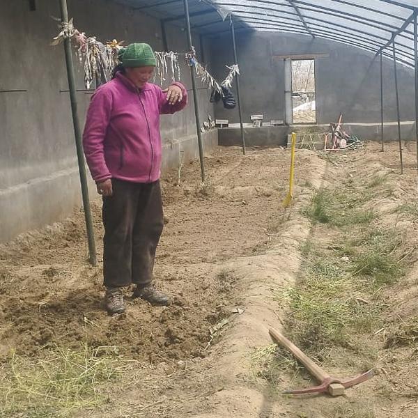 202503 greenhouse 006